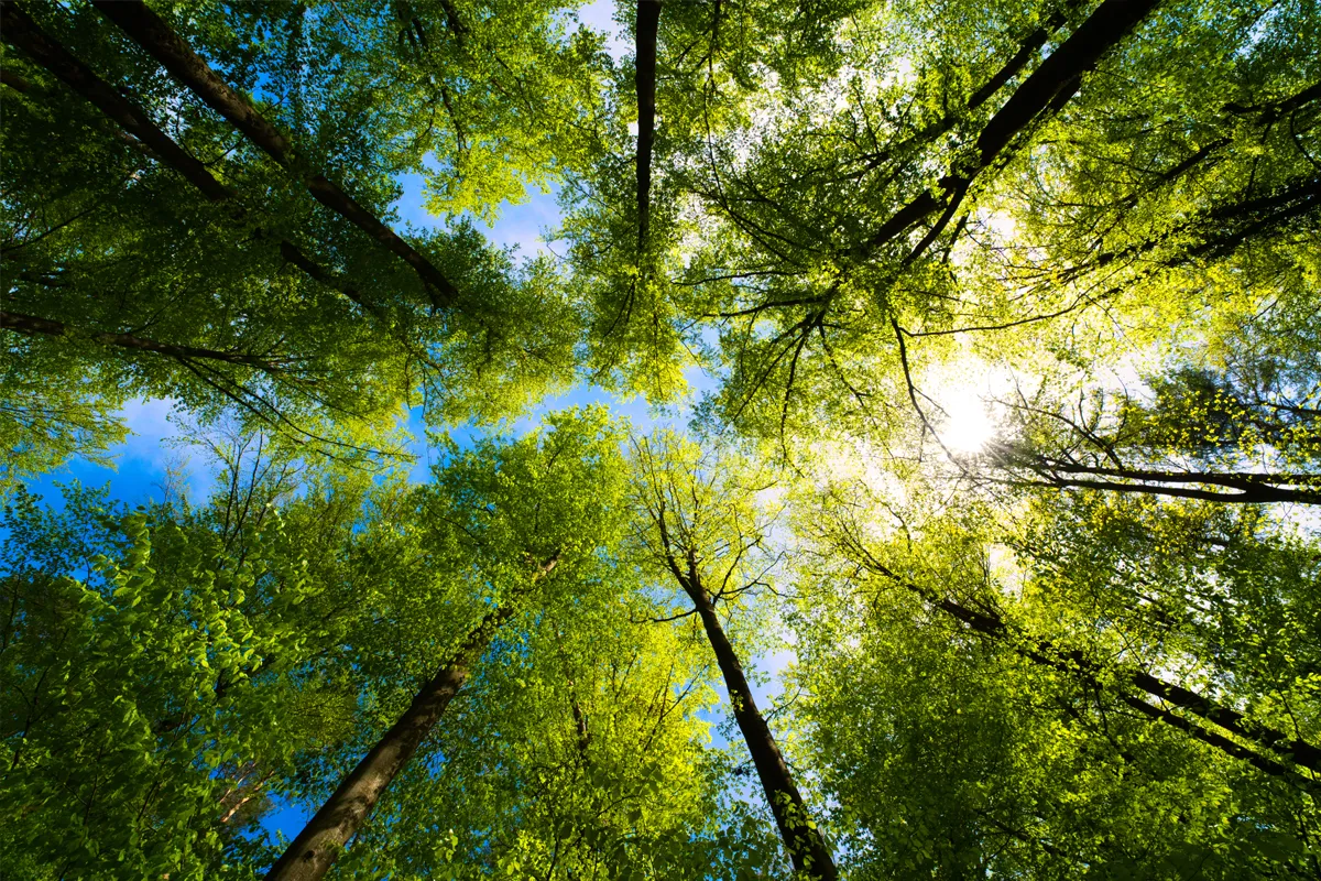 Roootz: Doing our bit for the climate