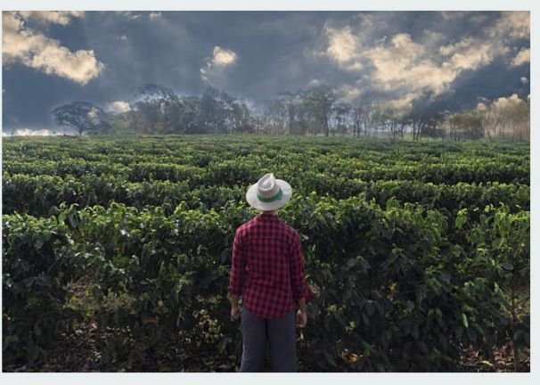 Single Serve Compostable Coffee