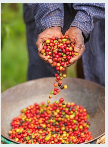 Eco Friendly Hotel Coffee